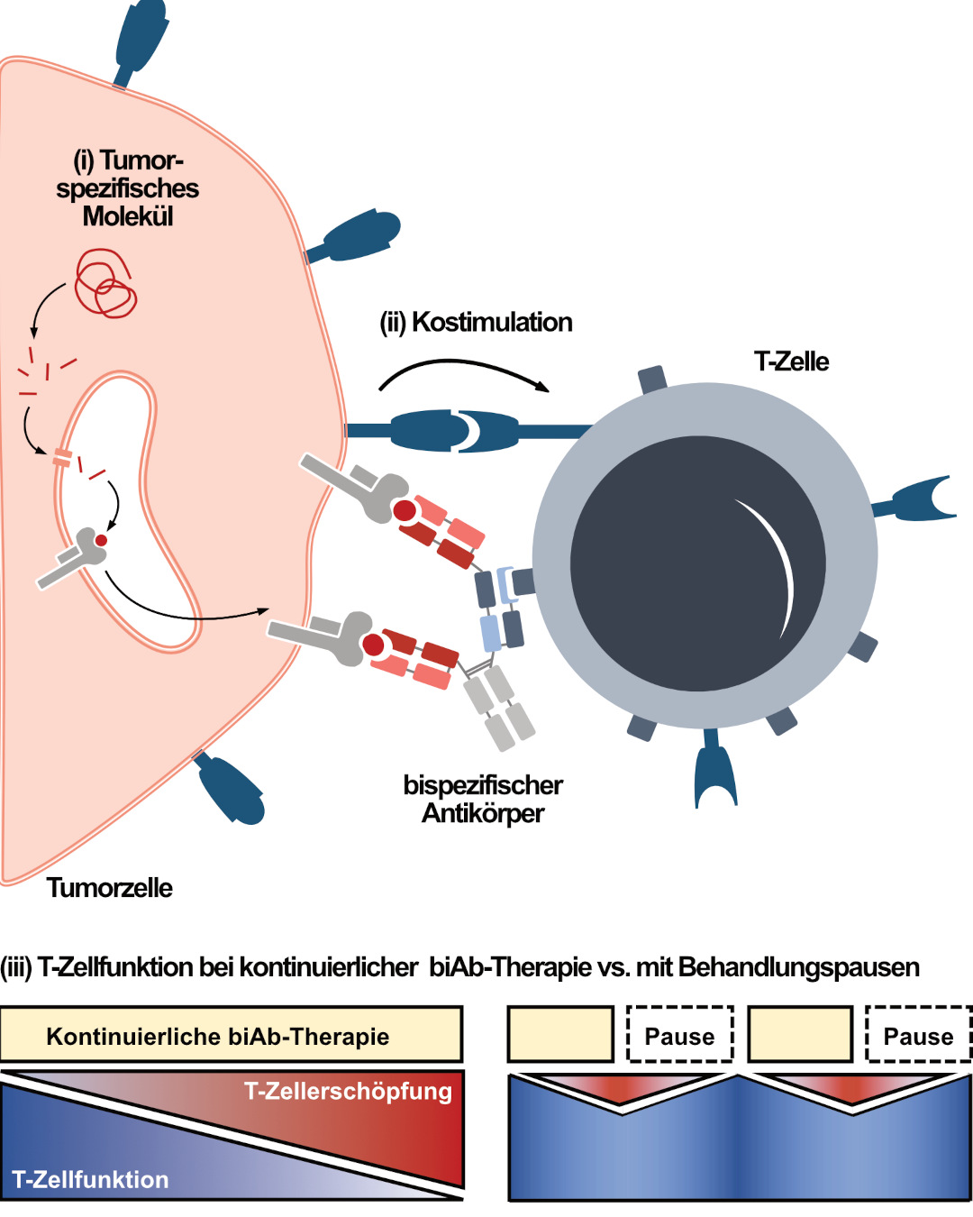 Schematische Darstellung der drei grundlegenden Ansätze. (i) Präsentation von Tumor-spezifischen Molekülen aus dem Zellinneren präsentiert auf der Zelloberfläche als Ziel von biAb. (ii) Die Rolle der Kostimulation der T-Zelle durch die Tumorzelle für die Wirksamkeit von biAb-Therapien. (iii) Behandlungspausen bei biAb-Therapien können die T-Zellfunktion über einen längeren Zeitraum aufrechterhalten und T-Zellerschöpfung reduzieren im Vergleich zu einer kontinuierlichen Gabe von biAb.