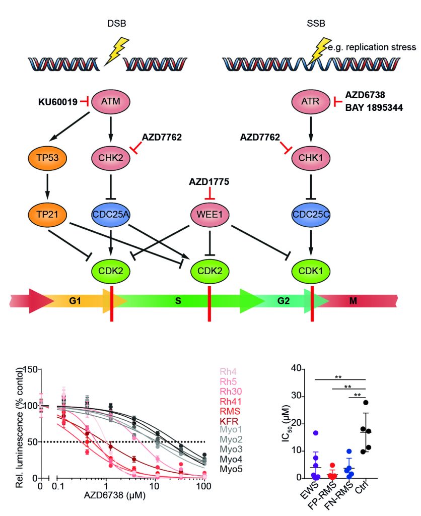 Ein vereinfachtes Schema der DNA-Schadensreparaturwege. Darunter sind die Kurven zu sehen, die die Lebensfähigkeit der Zellen als Reaktion auf die ATR-Inhibitoren zeigen (AZD6738 and BAY 1895344).